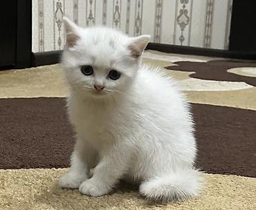 şotland pişiyi satışı: Şotland, Dişi, Yaxşı əllərə — 2