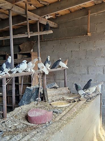 Другие с/х животные: Порода: СРОЧНО МОГУ ПРОДАТЬ ОПТОМ ЦЕНОЙ НЕ ОБИДЕМ декоративные голуби — 14