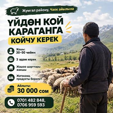 требуется чабан: Требуется Пастух, Оплата: Ежемесячно, Питание — 1
