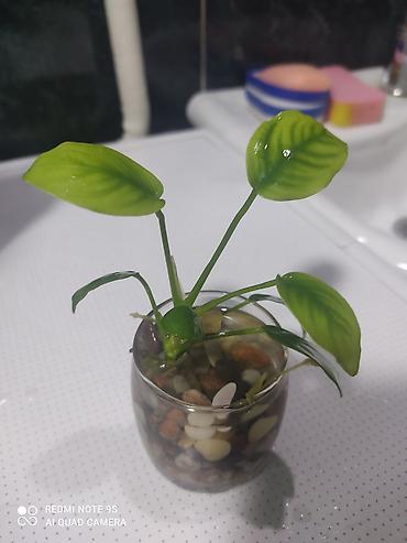 Аквариумы: Водоросли живые: Анубиас Бартера, нана ( цветут белыми и розовыми — 22