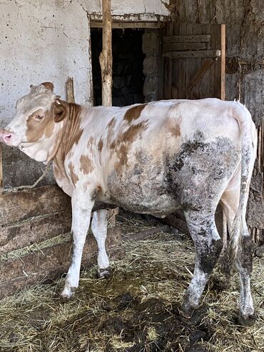 simmental cinsi: Dişi, Simental, il: 1, Damazlıq