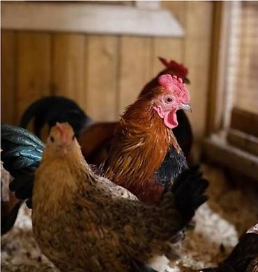 Kənd təsərrüfatı quşları: Toyuq, Damazlıq — 3