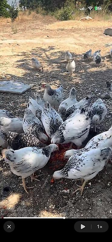 kend çolpaları: Toyuq, Yumurtalıq — 3
