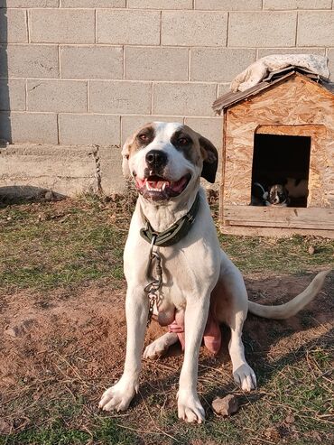 собака пидбуль: Собака даром: Американский булли, 1 год, Самка