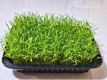 Микрозелень: Микрозелень и молодые травы в кассетах - Ассортимент: микрозелень — 28