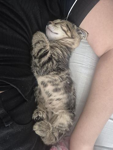 коты бишкек: 🐾 Полосатые котята-табби в добрые руки Ищут дом очаровательные — 6