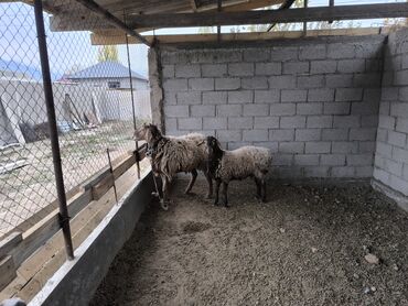 дом для кота: Сатам | Ургаачы кой (ургаачы) | Көбөйтүү үчүн | Ургаачы