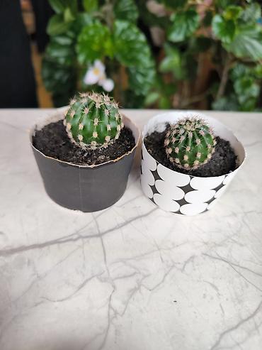 Otaq bitkiləri: 🌵 Kaktuslar satılır! 💚 🌱 Sağlam, baxımlı və yeni sahibini gözləyən — 3