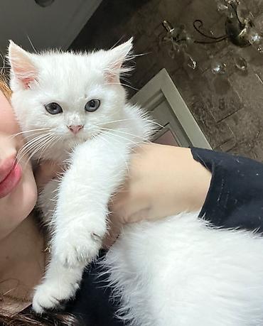 Pişiklər: Şotland — 5