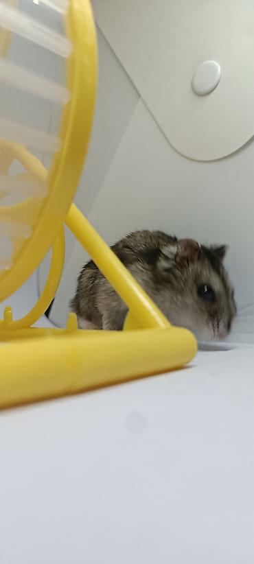 Животные: 🐹 Готовый пушистый друг — без забот! 🏡 Джунгарский хомяк (1,5 месяца) — 7