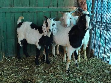 Козы, козлы: Продаю | Коза (самка), Козёл (самец), Козлёнок | Зааненская, Битал | Для разведения, Для молока | Племенные, Котные, Осеменитель — 14