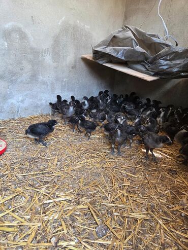 Inəklər, öküzlər: Toyuq, Australorp, Ətlik, Ödənişli çatdırılma