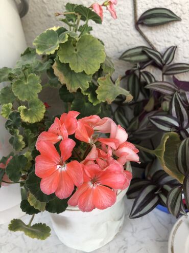 Otaq bitkiləri: Otaq bitkileri — 11