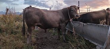 Продам с/х животных: Продаю | Бык (самец) | На откорм, На забой, Для разведения — 2