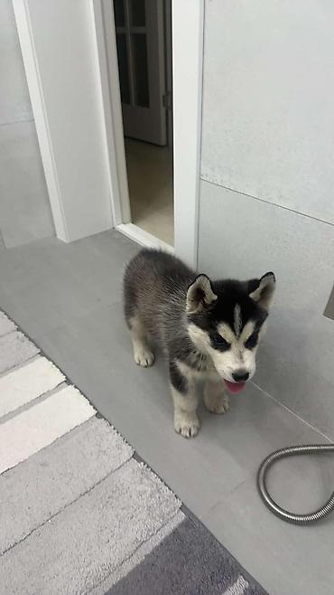 Продажа собак: Хаски, 1 месяц, Самка, С прививкой, С родословной at lalafo.kg — 3 Продажа собак: Хаски, 1 месяц, Самка, С прививкой, С родословной — 3