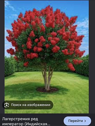 павлония купить: Лагерстремия индийская Red Emperor (креп-мирт) - Декоративное — 3