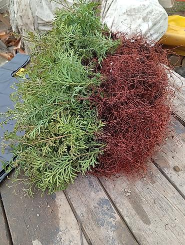фазан купить мясо: Туя западная «Смарагд» (Thuja occidentalis ‘Smaragd’) — декоративные — 5