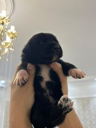 İtlər: Kane-Korso, Cütləşmə üçün, Ünvandan götürmə -da lalafo.az — 11 İtlər: Kane-Korso, Cütləşmə üçün, Ünvandan götürmə — 11