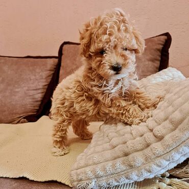 pit bull cena: Odgajivačnica "Pudlice Lazarčev" u ponudi ima maltipoo štence. Štenci