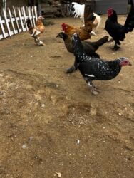 Toyuqlar: Toyuq, Yumurtalıq, Ünvandan götürmə — 9