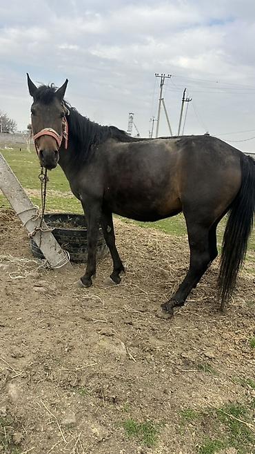 Лошади, кони: Продаю | Кобыла (самка) | Рабочий — 4