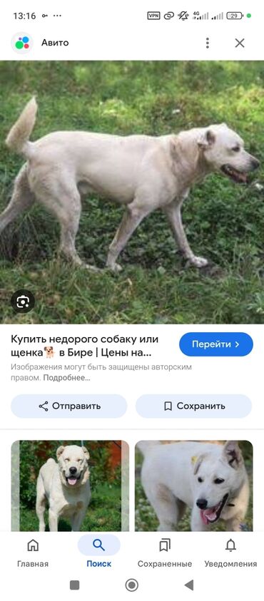 рынок собак в бишкеке: Ит бекер берилет: 2 жаш, Эркек