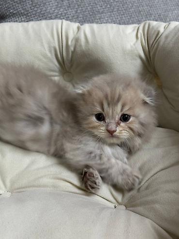 Продажа кошек: Скотиш Фолд (Шотландская вислоухая), 1 месяц, Девочка — 7