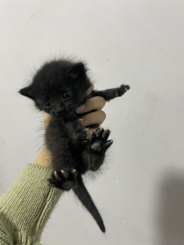тайские кошки цена: Отдам котенка в хорошие руки нашли на улице ему только неделя отдам