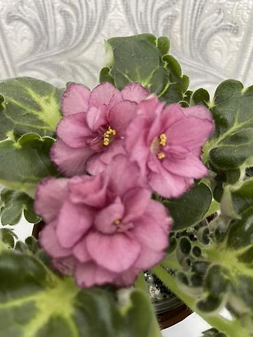 Фиалки и глоксинии: Продам! 1 Детки стандартных сортовых фиалочек. Цена за детку от 80 — 15