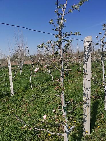 Продажа сельхоз предприятий: Продаю 6 ти летние яблоневые деревья (действующий яблоневый сад) — 9