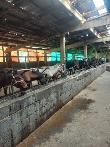 Лошади, кони: Жылкы, семиз бээ,айгыр,байтал,бышты,кунан,тай' сойуп бышырып жеткизип — 8