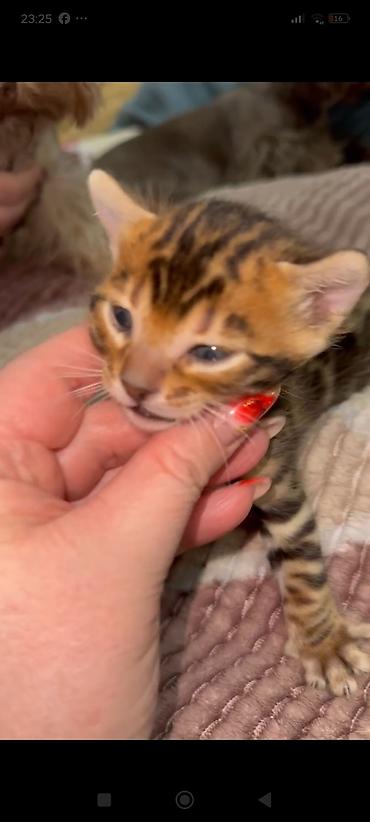 Продажа кошек: Бенгальская, 1 месяц, Мальчик, Шоколадный, Приучена к лотку, Проглистована, С документами — 2