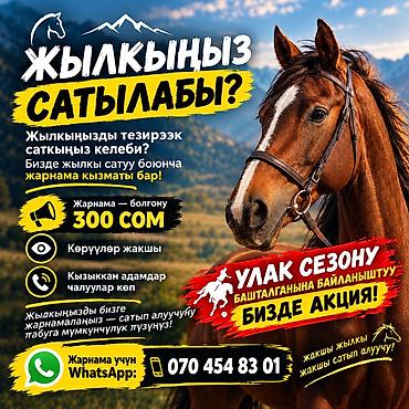 Продам с/х животных: Продаю | Кобыла (самка), Конь (самец), Жеребец — 1