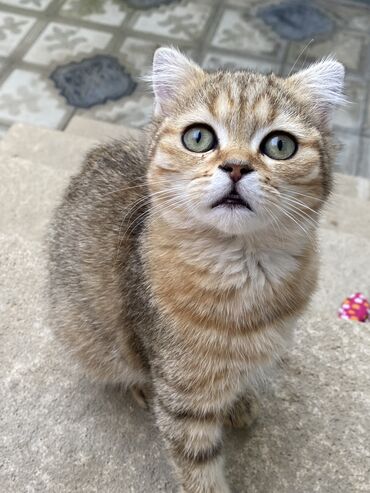 Qızıl şinşilla, Dişi