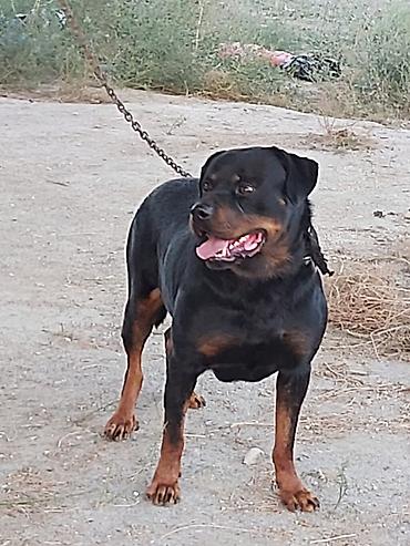 kanqal itleri: Rotveyler, 2 il, Erkək, Peyvəndli, Rayonlara çatdırılma — 8