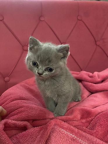 Pişiklər: Britan — 3