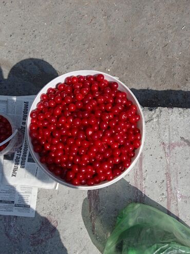 мясо цена бишкек сегодня: Чие Дүңүнөн, Өзү алып кетүү