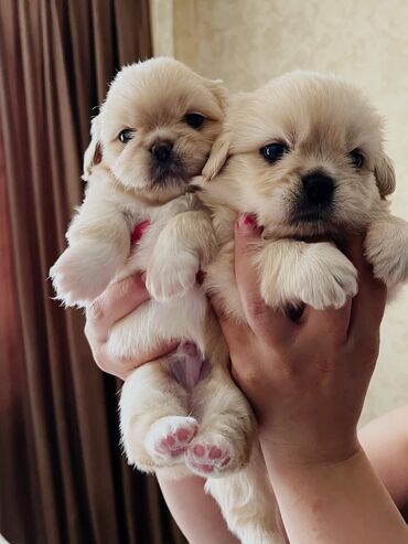 İtlər: Pekines, 1 ay, Dişi, Peyvəndli, Ünvandan götürmə