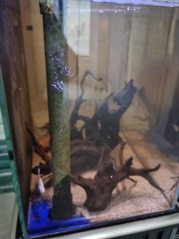 Akvariumlar: Akvarium dəsti Ölçülər: - En: 0,45 m - Uzunluq: 0,70 m - Hündürlük — 9