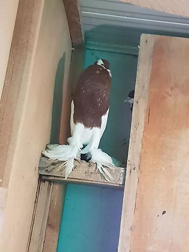 Pişiklər: Pişiklər — 18