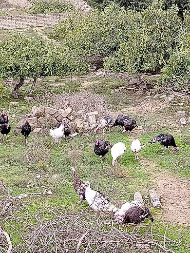 qus: Hinduşqa amerkan broz Kət şəraitində bəsləmiş Saqlam dadlı əti və — 8