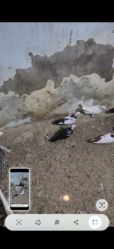 göyercin yuvası: Məhsul: Ev göyərçinləri sürüsü Təsvir: - Şəkillərdə müxtəlif rəng — 3