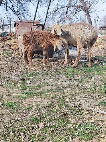 Баран, овца: Продаю | Овца (самка) | Арашан | Для разведения | Матка — 8