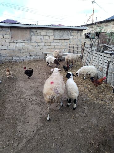 sallaq qulaq pişik: Qoyun və qoç sürüsü – yerli təsərrüfatdan - Şəkildə müxtəlif yaşda