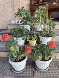 рассада помидор купить: ГЕРАНИ ПО 190 СОМ
В НАЛИЧИЕ 6 ШТУК