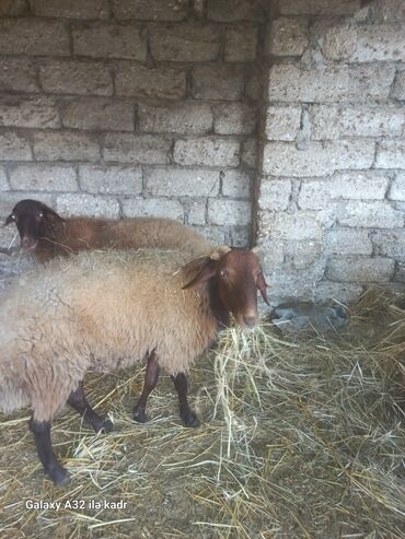 Qoyunlar, qoçlar: Qoç satılır .buynuzlu qoç 650 manata beyləqan 1000 manat sonudu.qoyun -da lalafo.az — 5 Qoyunlar, qoçlar: Qoç satılır .buynuzlu qoç 650 manata beyləqan 1000 manat sonudu.qoyun — 5