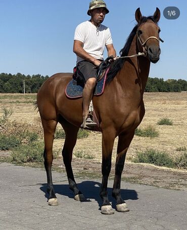 продам сельхоз животных: Продаю | Конь (самец), Жеребец | Полукровка | Конный спорт | Племенные, Осеменитель, Мерин