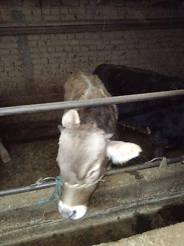 Коровы, быки: Продаю | Бык (самец) | Полукровка | На откорм | Привязанные — 11