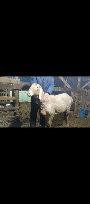 Бараны, овцы: Продаю | Овца (самка) | Арашан | Для разведения | Ярка — 12