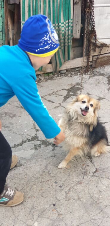 далматинец собака: Зоотакси